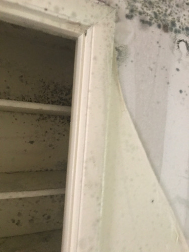 shows more mold that has formed due to delay