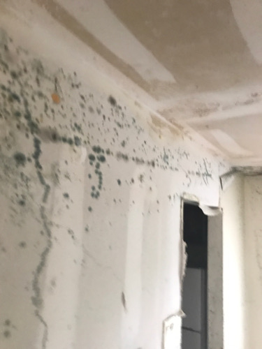 mold that has formed due to the delay of water damage restoration